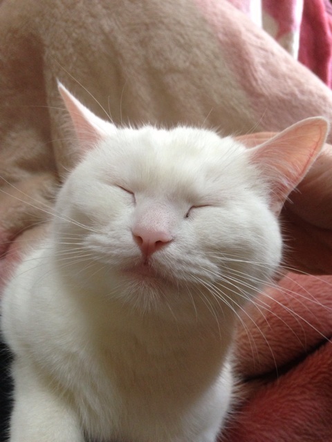 f:id:maribu1111:20140413143312j:plain f:id:maribu1111:20140413143312j:plain