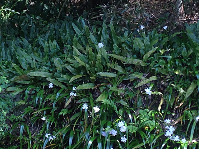 f:id:maribu1111:20140503144413j:plain f:id:maribu1111:20140503144413j:plain