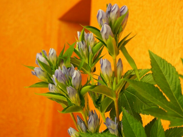 f:id:marika3flower3:20151009091059j:image f:id:marika3flower3:20151009091059j:image