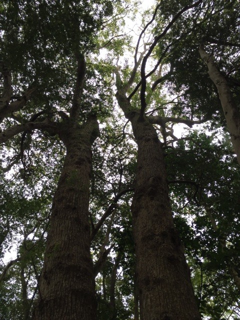 f:id:marinabook:20150408214104j:plain f:id:marinabook:20150408214104j:plain