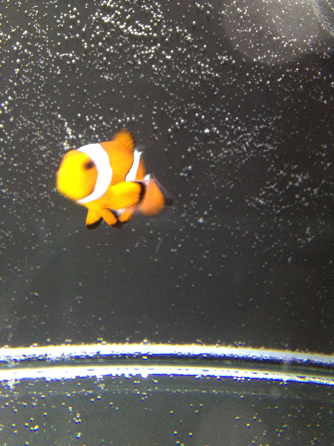 f:id:marine_aqua:20130304154514j:plain f:id:marine_aqua:20130304154514j:plain