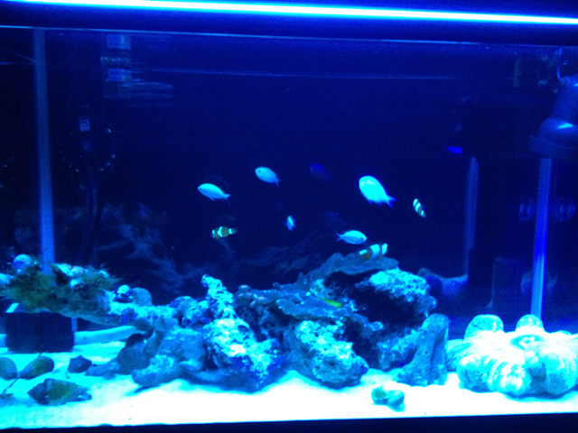 f:id:marine_aqua:20130408215755j:plain f:id:marine_aqua:20130408215755j:plain