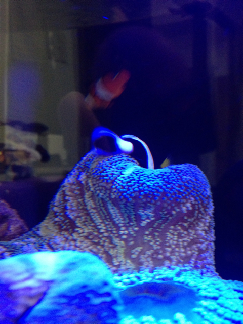 f:id:marine_aqua:20130427183525j:plain f:id:marine_aqua:20130427183525j:plain