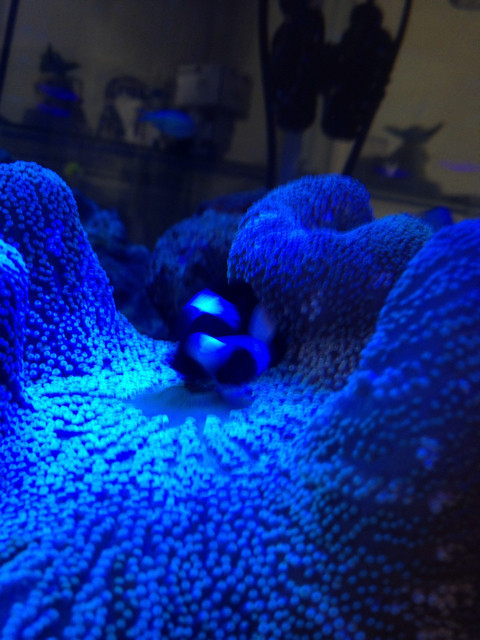 f:id:marine_aqua:20130427183632j:plain f:id:marine_aqua:20130427183632j:plain