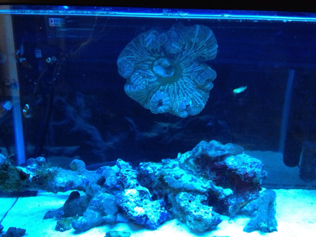 f:id:marine_aqua:20130427183731j:plain f:id:marine_aqua:20130427183731j:plain