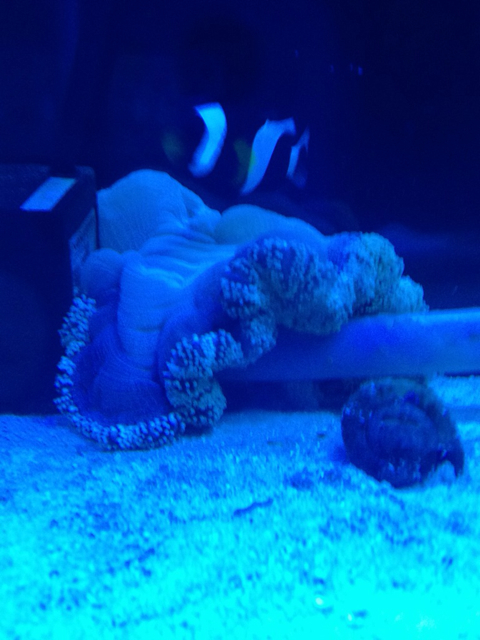 f:id:marine_aqua:20130427183810j:plain f:id:marine_aqua:20130427183810j:plain