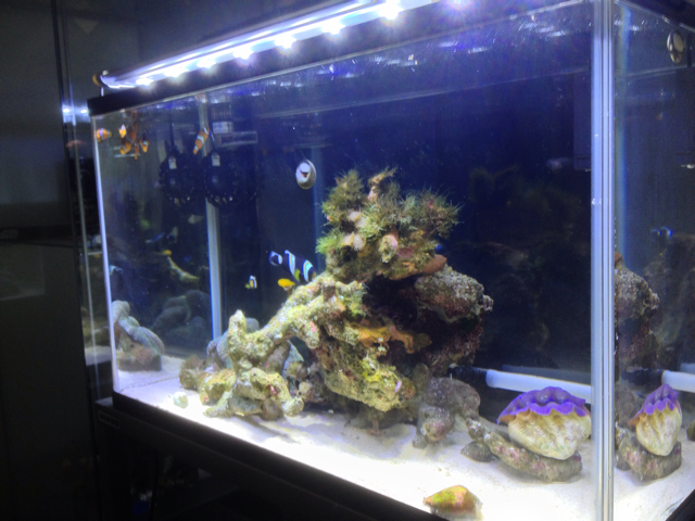 f:id:marine_aqua:20130430105534j:plain f:id:marine_aqua:20130430105534j:plain
