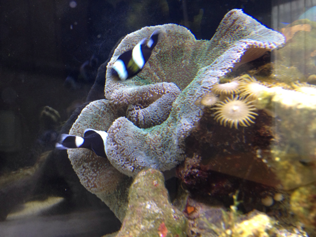 f:id:marine_aqua:20130430105616j:plain f:id:marine_aqua:20130430105616j:plain