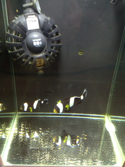 f:id:marine_aqua:20130501131917j:plain f:id:marine_aqua:20130501131917j:plain