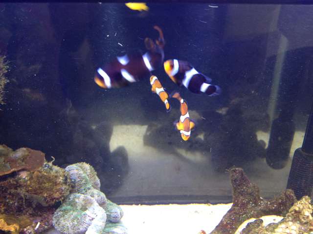 f:id:marine_aqua:20130501132051j:plain f:id:marine_aqua:20130501132051j:plain
