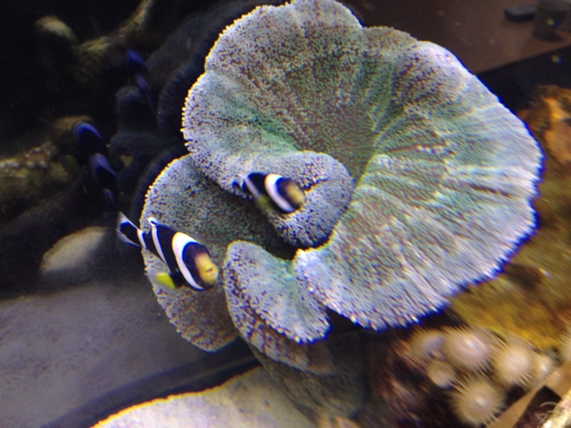 f:id:marine_aqua:20130501132333j:plain f:id:marine_aqua:20130501132333j:plain