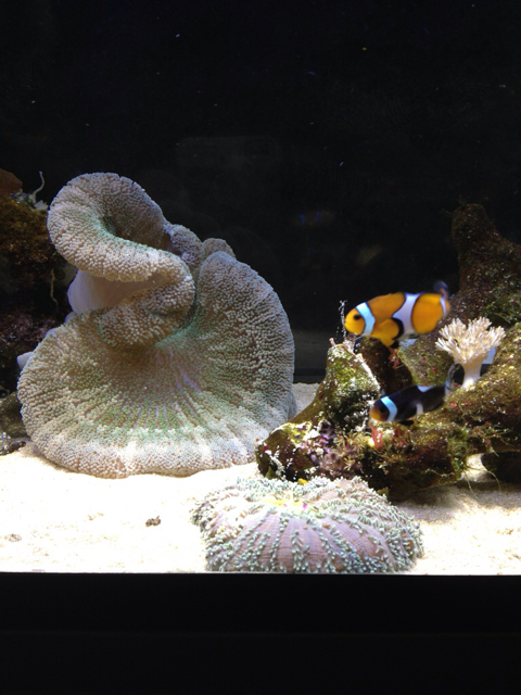 f:id:marine_aqua:20130513201503j:plain f:id:marine_aqua:20130513201503j:plain