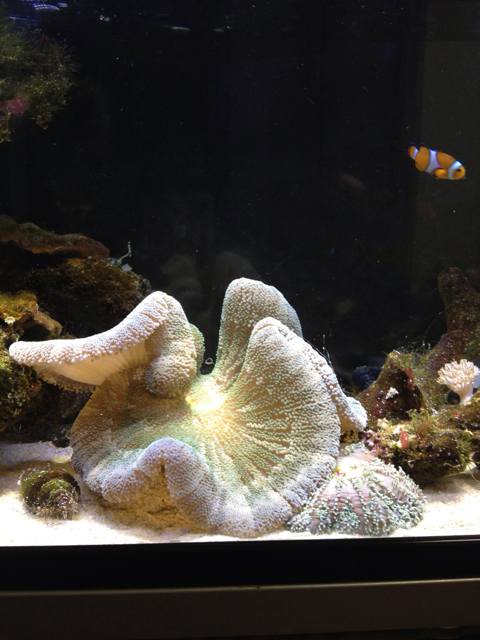 f:id:marine_aqua:20130513201609j:plain f:id:marine_aqua:20130513201609j:plain