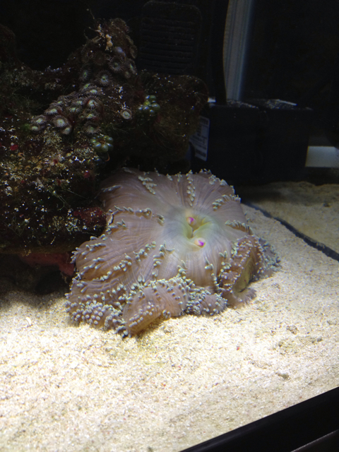 f:id:marine_aqua:20130513201739j:plain f:id:marine_aqua:20130513201739j:plain