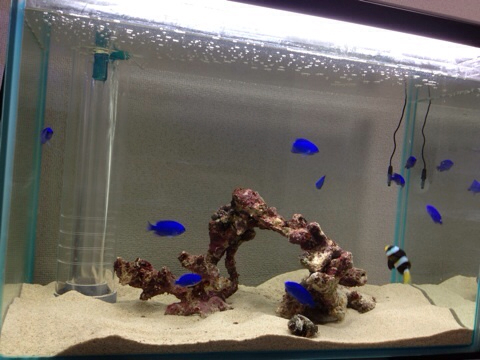 f:id:marine_aqua:20130528212812j:plain f:id:marine_aqua:20130528212812j:plain