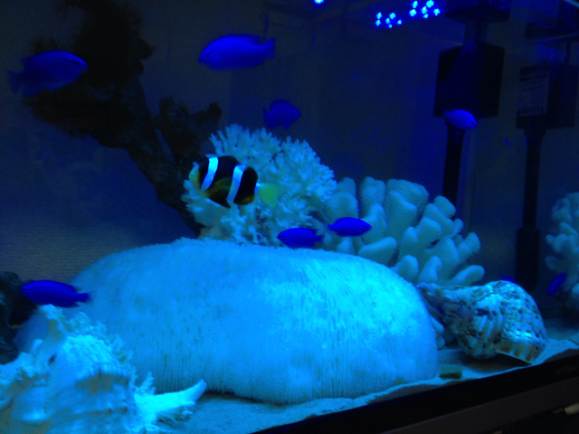 f:id:marine_aqua:20130804151048j:plain f:id:marine_aqua:20130804151048j:plain