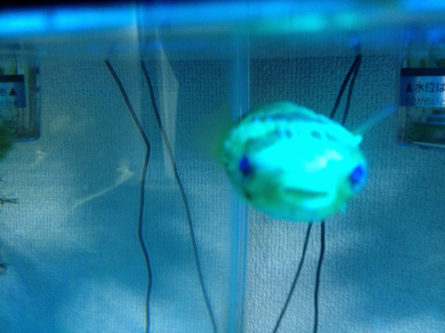 f:id:marine_aqua:20130815150720j:plain f:id:marine_aqua:20130815150720j:plain