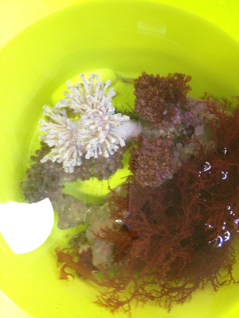f:id:marine_aqua:20130928215423j:plain f:id:marine_aqua:20130928215423j:plain