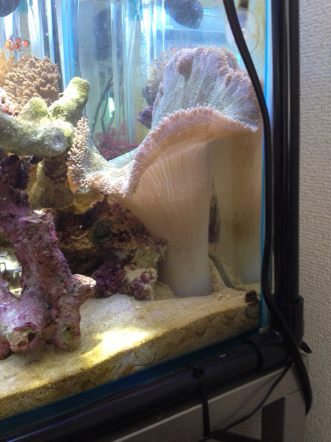 f:id:marine_aqua:20130928215616j:plain f:id:marine_aqua:20130928215616j:plain