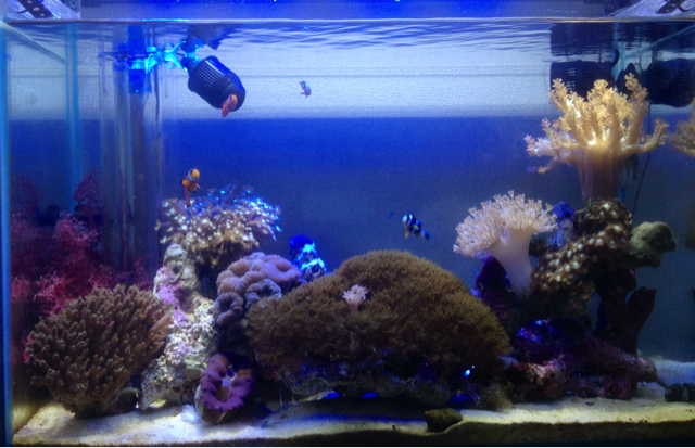 f:id:marine_aqua:20130928215915j:plain f:id:marine_aqua:20130928215915j:plain