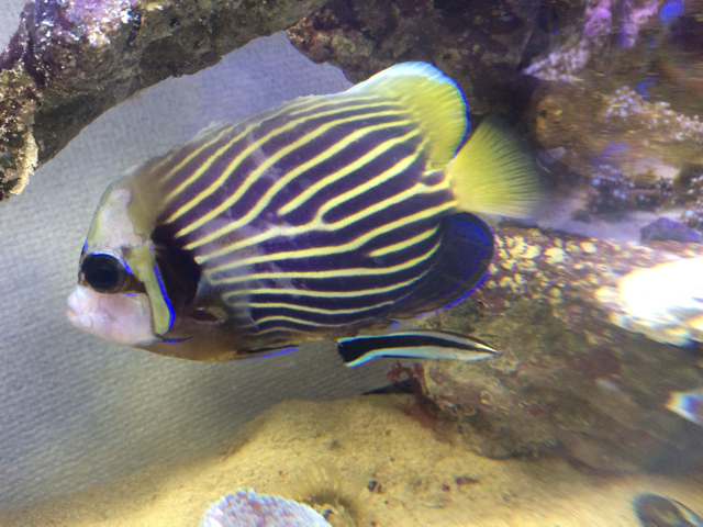 f:id:marine_aqua:20131020214438j:plain f:id:marine_aqua:20131020214438j:plain