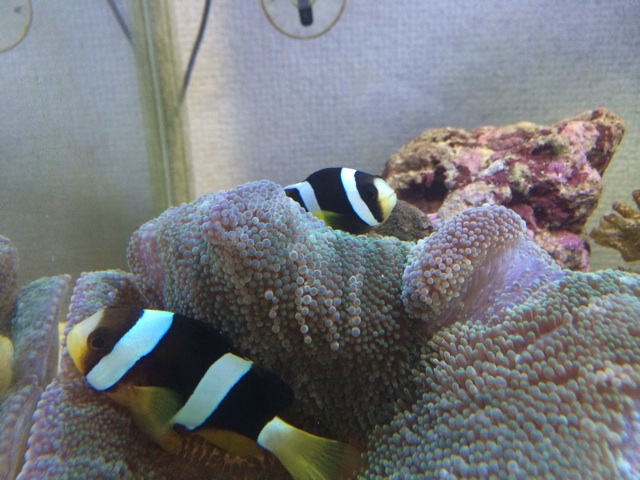 f:id:marine_aqua:20131127202307j:plain f:id:marine_aqua:20131127202307j:plain