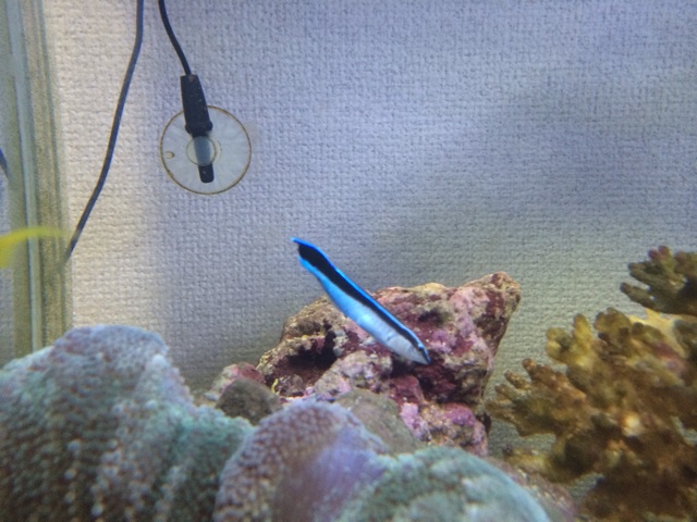 f:id:marine_aqua:20131127202333j:plain f:id:marine_aqua:20131127202333j:plain