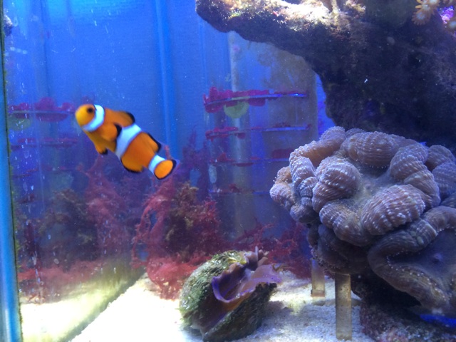 f:id:marine_aqua:20131127202433j:plain f:id:marine_aqua:20131127202433j:plain