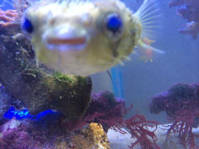 f:id:marine_aqua:20131127202505j:plain f:id:marine_aqua:20131127202505j:plain