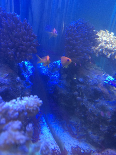 f:id:marine_aqua:20131127202543j:plain f:id:marine_aqua:20131127202543j:plain