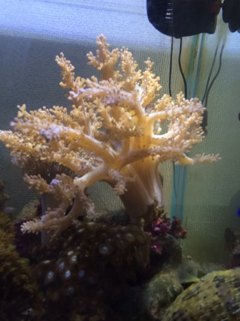 f:id:marine_aqua:20131130193105j:plain f:id:marine_aqua:20131130193105j:plain