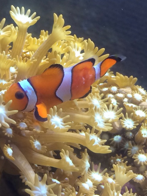 f:id:marine_aqua:20131209195206j:plain f:id:marine_aqua:20131209195206j:plain