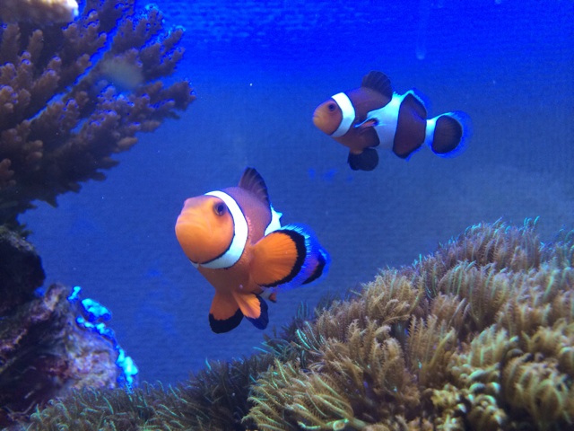 f:id:marine_aqua:20131209195631j:plain f:id:marine_aqua:20131209195631j:plain