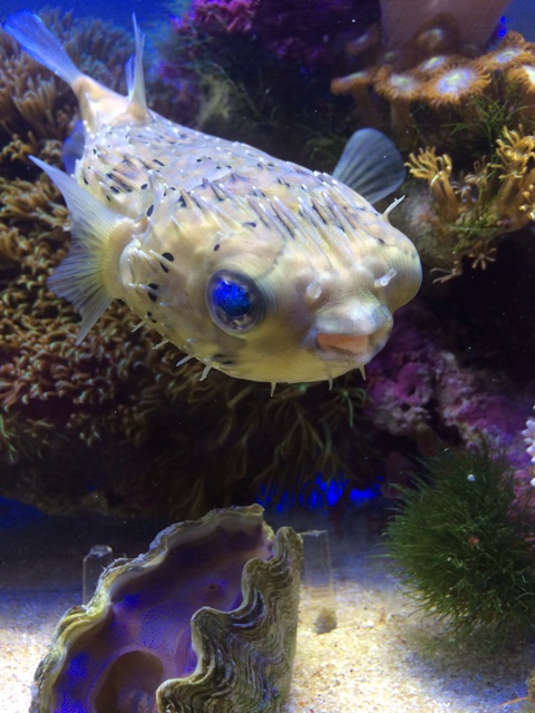 f:id:marine_aqua:20131216183012j:plain f:id:marine_aqua:20131216183012j:plain
