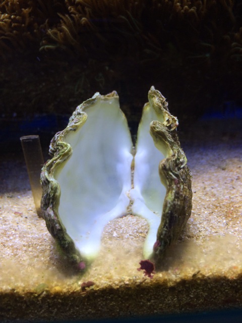 f:id:marine_aqua:20131216183043j:plain f:id:marine_aqua:20131216183043j:plain
