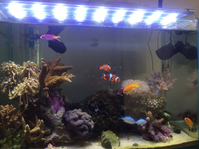 f:id:marine_aqua:20140104181519j:plain f:id:marine_aqua:20140104181519j:plain