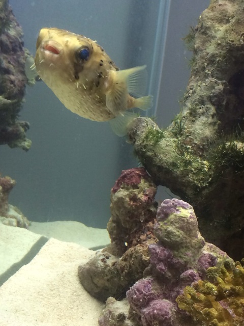 f:id:marine_aqua:20140104181614j:plain f:id:marine_aqua:20140104181614j:plain
