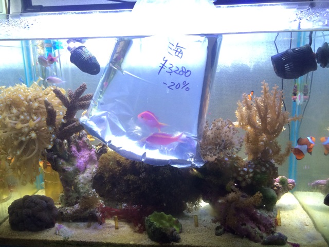 f:id:marine_aqua:20140104182248j:plain f:id:marine_aqua:20140104182248j:plain