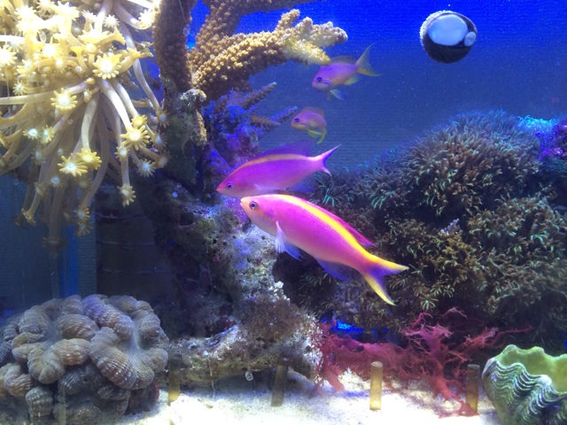 f:id:marine_aqua:20140104182339j:plain f:id:marine_aqua:20140104182339j:plain