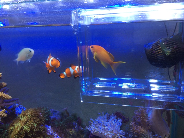 f:id:marine_aqua:20140120192042j:plain f:id:marine_aqua:20140120192042j:plain