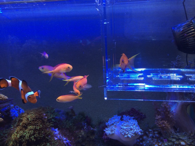 f:id:marine_aqua:20140120192155j:plain f:id:marine_aqua:20140120192155j:plain