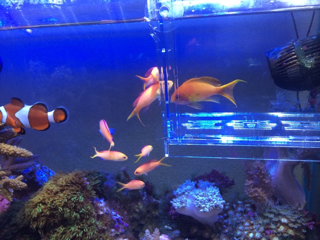 f:id:marine_aqua:20140120192248j:plain f:id:marine_aqua:20140120192248j:plain