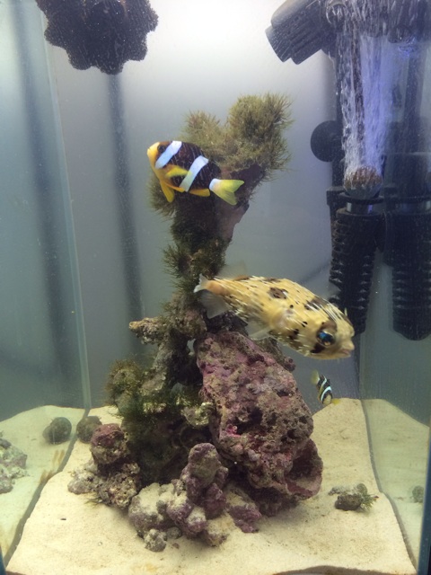 f:id:marine_aqua:20140120192408j:plain f:id:marine_aqua:20140120192408j:plain