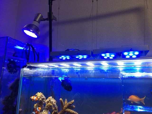 f:id:marine_aqua:20140120192519j:plain f:id:marine_aqua:20140120192519j:plain