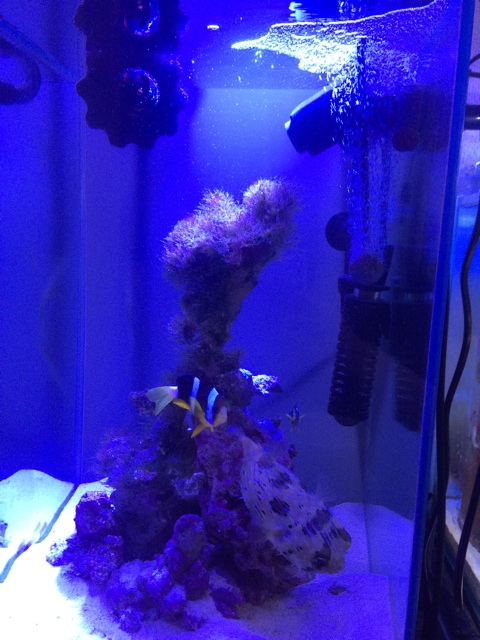 f:id:marine_aqua:20140120192610j:plain f:id:marine_aqua:20140120192610j:plain
