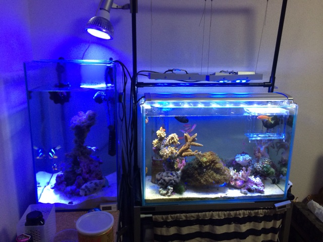 f:id:marine_aqua:20140120193226j:plain f:id:marine_aqua:20140120193226j:plain