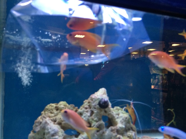f:id:marine_aqua:20140126174215j:plain f:id:marine_aqua:20140126174215j:plain