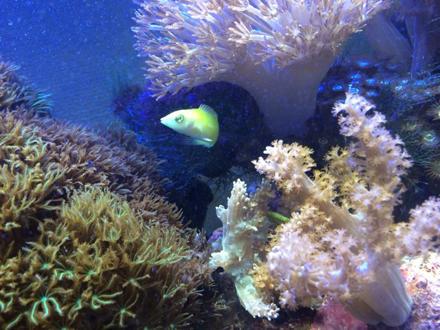 f:id:marine_aqua:20140202224057j:plain f:id:marine_aqua:20140202224057j:plain