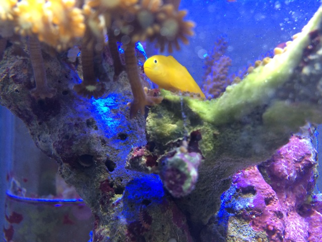 f:id:marine_aqua:20140202224128j:plain f:id:marine_aqua:20140202224128j:plain