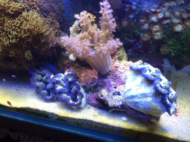 f:id:marine_aqua:20140202224202j:plain f:id:marine_aqua:20140202224202j:plain